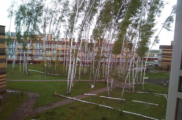 Территорию ЖК «Бутовские аллеи» планируется очистить от аварийных деревьев